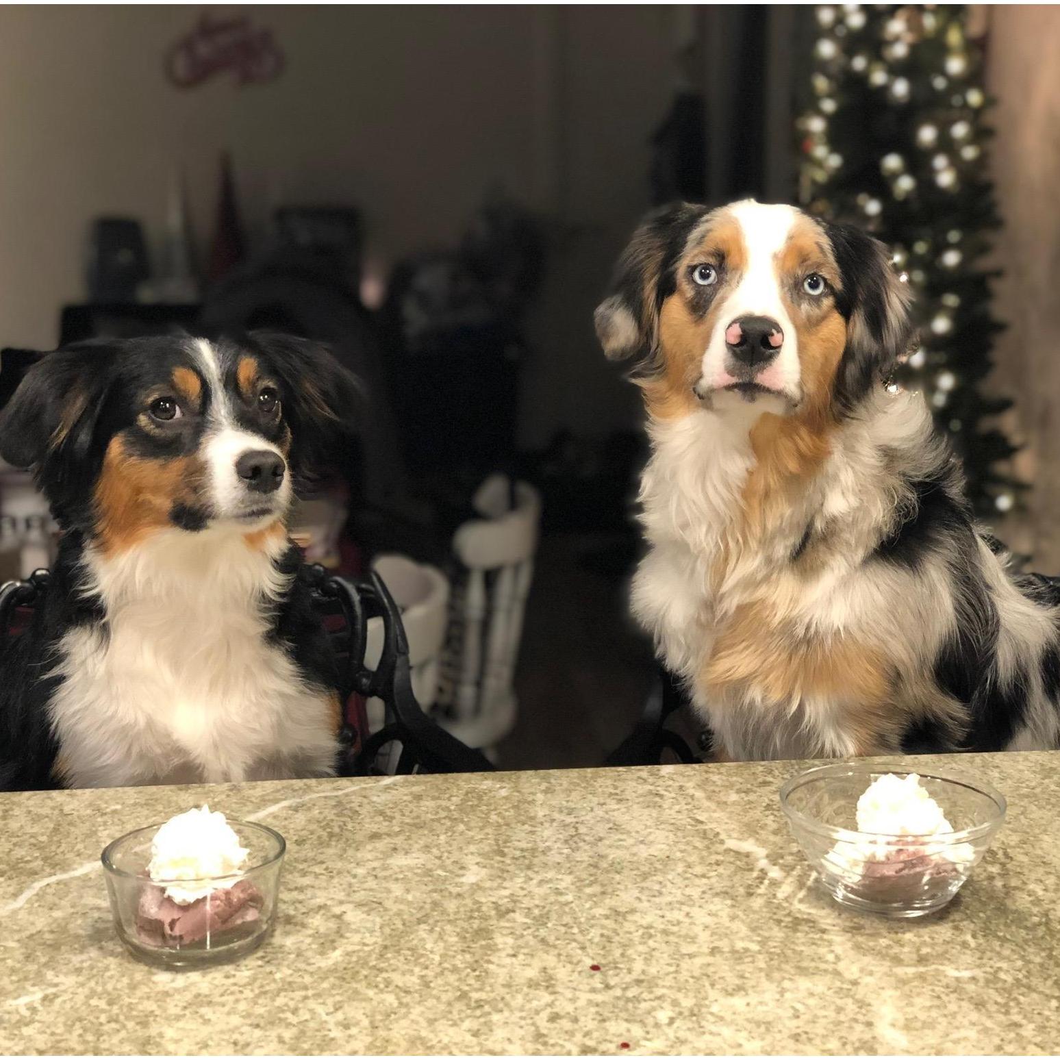 Harper & Cooper on Cooper's 1st Birthday November 2019 Laramie, WY
