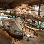 Gothenburg Museum of Natural History