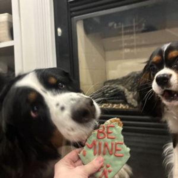 Year's Supply Of Pet Treats
