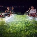 Sarasota: Glass Bottom Kayak Fish Feeding LED Night Tour