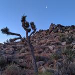 Joshua Tree National Park