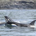 San Juan Outfitters- Whale Whatching