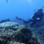 Divers Paradise-Key Biscayne