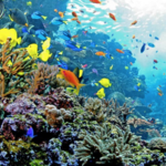 Georgia Aquarium