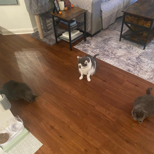 Pet Sitter Fund for the Honeymoon