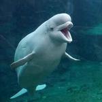 Mystic Aquarium