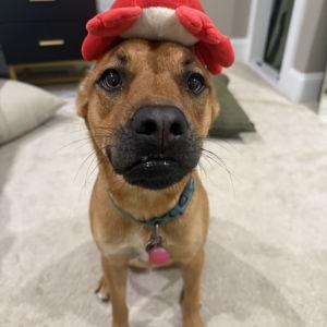 Treats For Judy