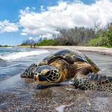 Turtle Site of Kaloko-Honokōhau National Historical Park