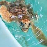 Georgia Sea Turtle Center