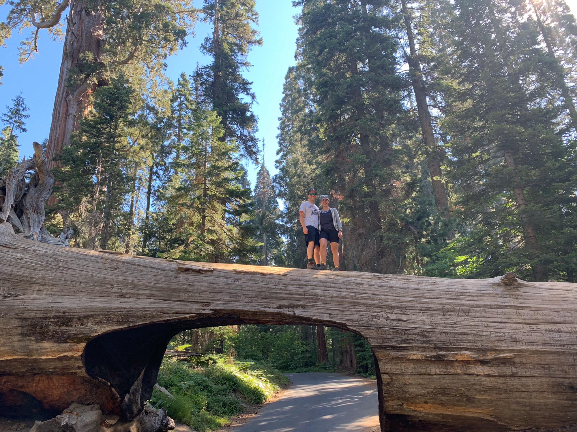 On top of Tunnel Log in Sequoia NP
