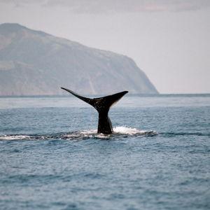 Whale Watching on our Honeymoon