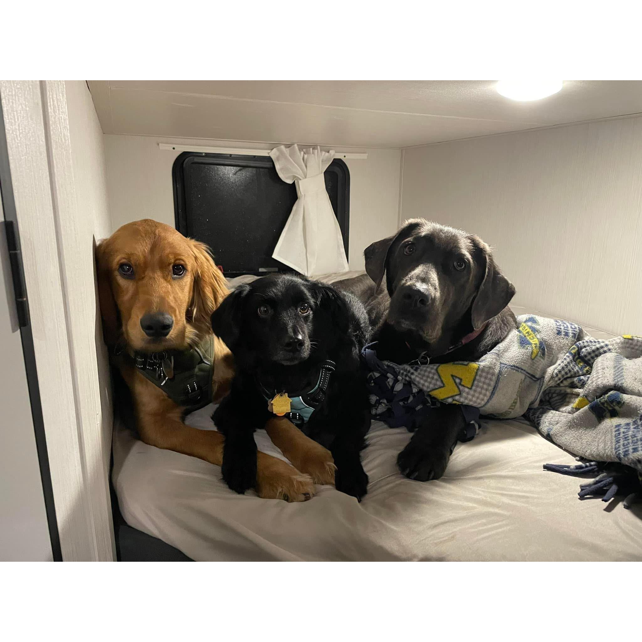 Our fur babies ❤️