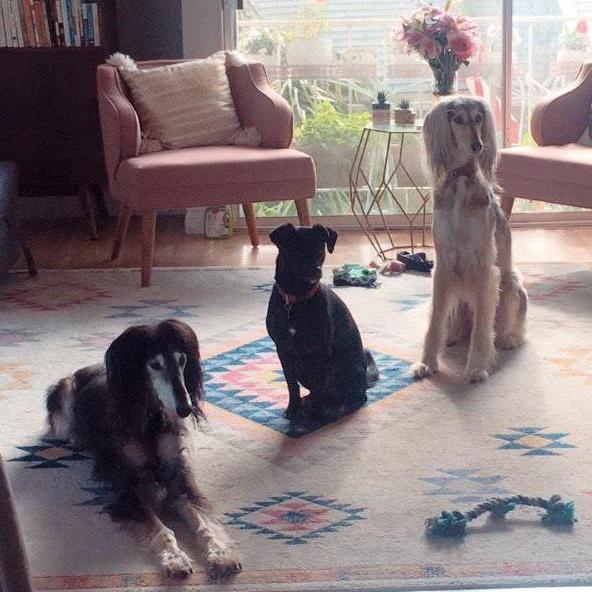 Our fur children, the "old lady" Zabee, Benny, and Napa
