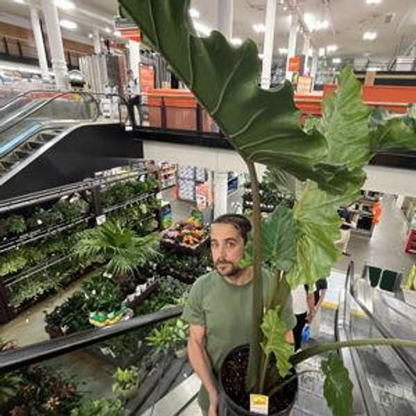 New Plants