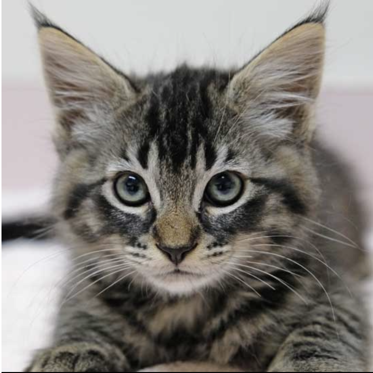 In June 2018, our little family grew when we adopted our sweet kitten Fudgesicle