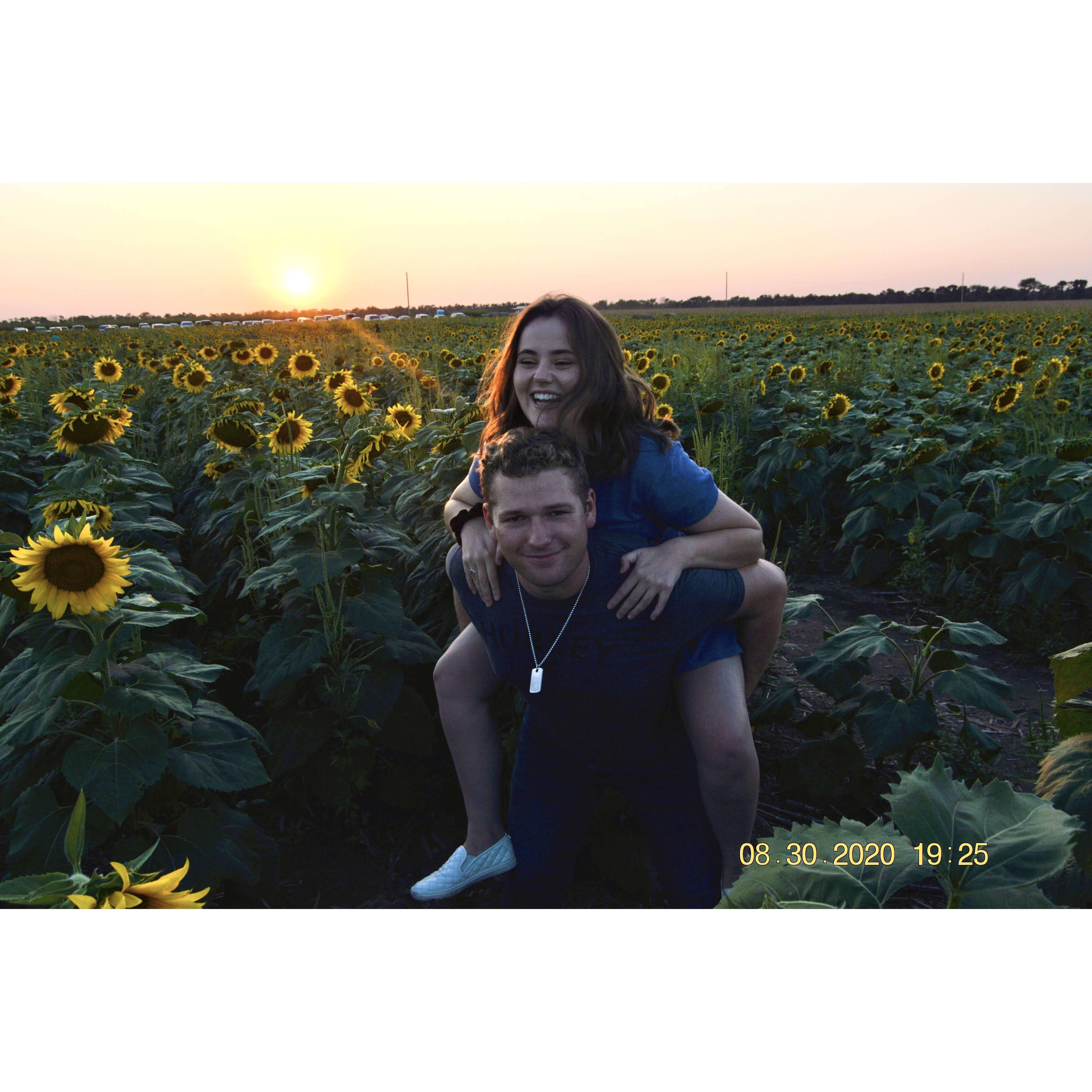 Sunflower Field in Kansas August 2020