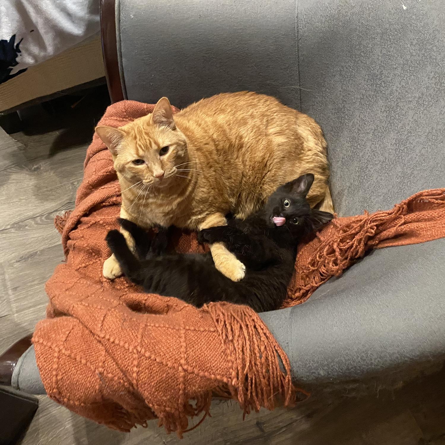Although the couple worried about the two cats getting along, they quickly became best friends. Daisy grew more active and affectionate and George… well, George has always been perfect.