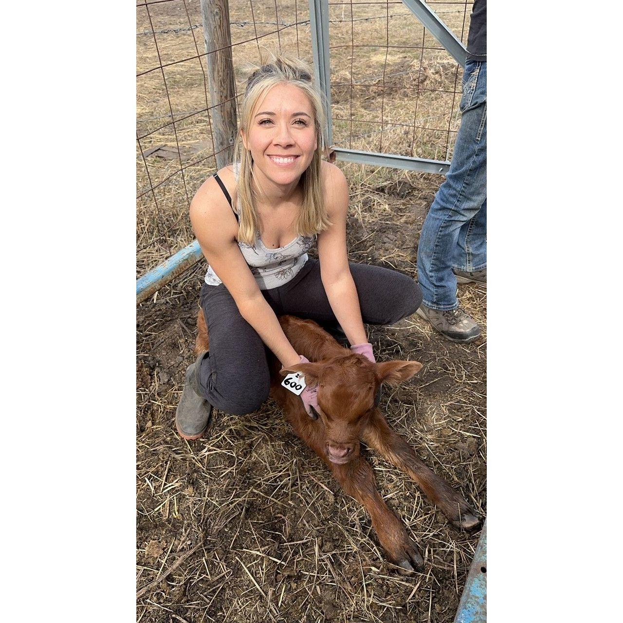 Khristen helping as much as she can during calving season.