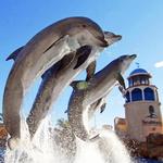 SeaWorld San Diego