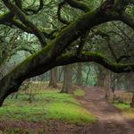 Joaquin Miller Park