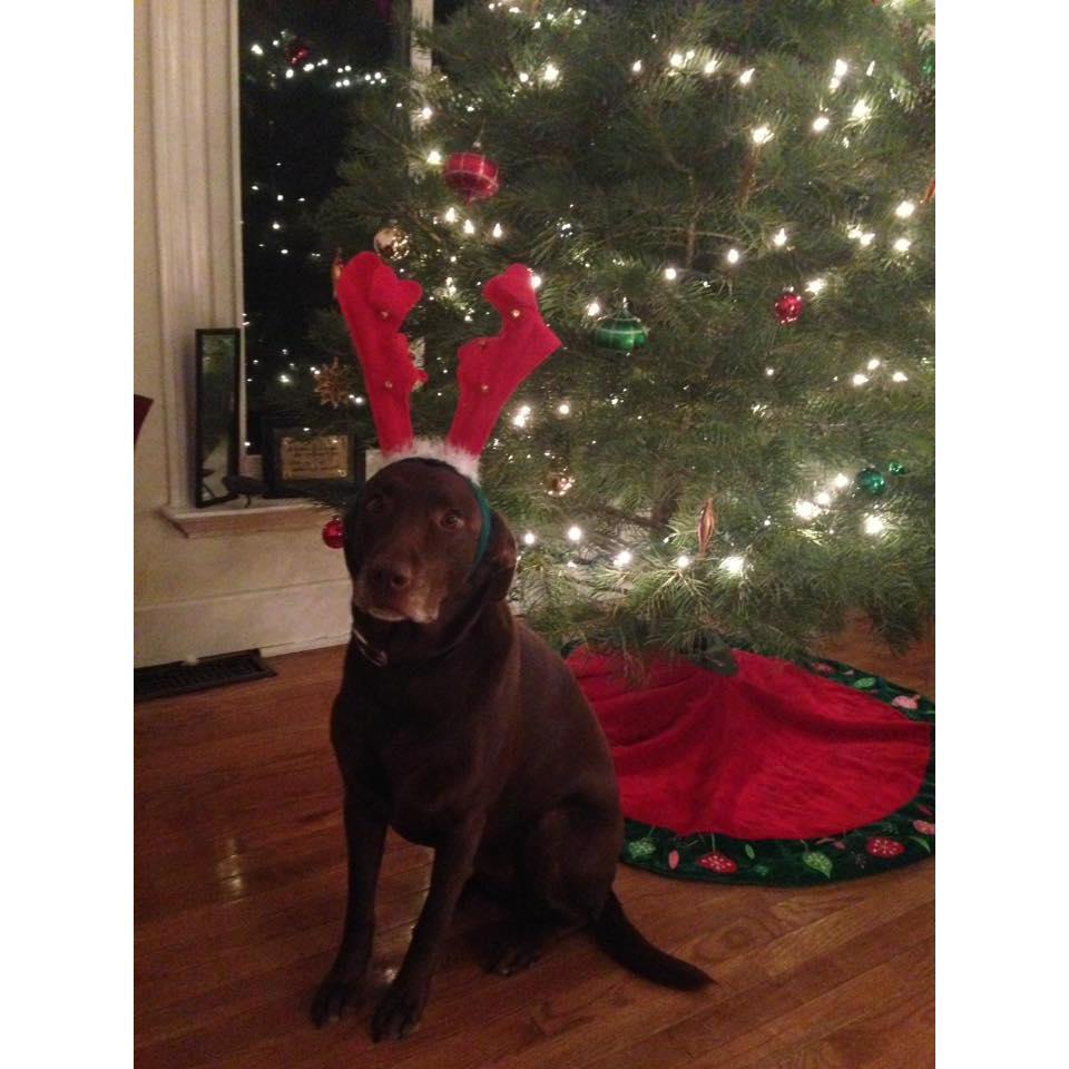 Bailee