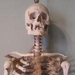 Holmes Medical Museum