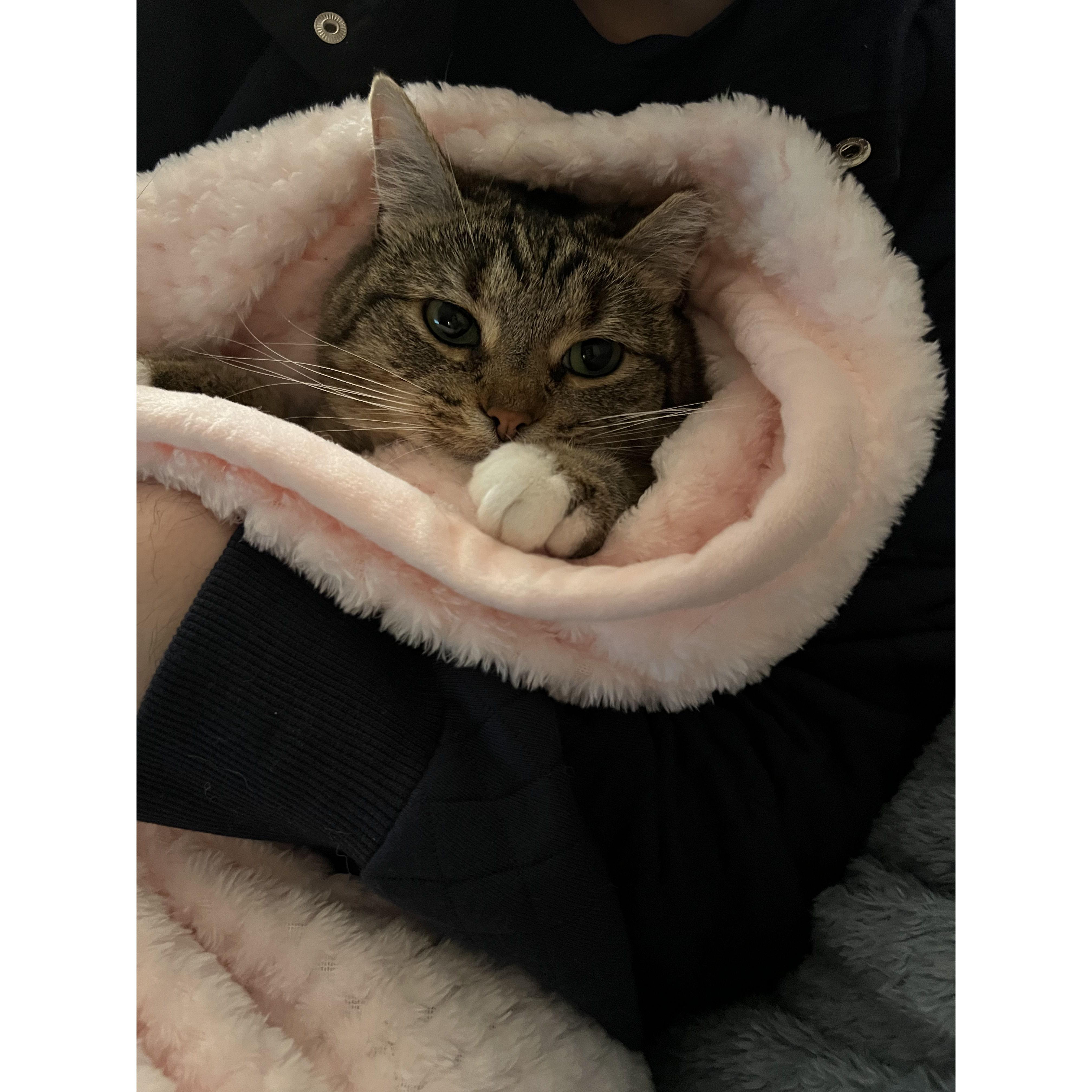 April 27, 2022 We went to an animal shelter in Madison and immediately fell in love with this cutie. Then Mae became a part of our small family!