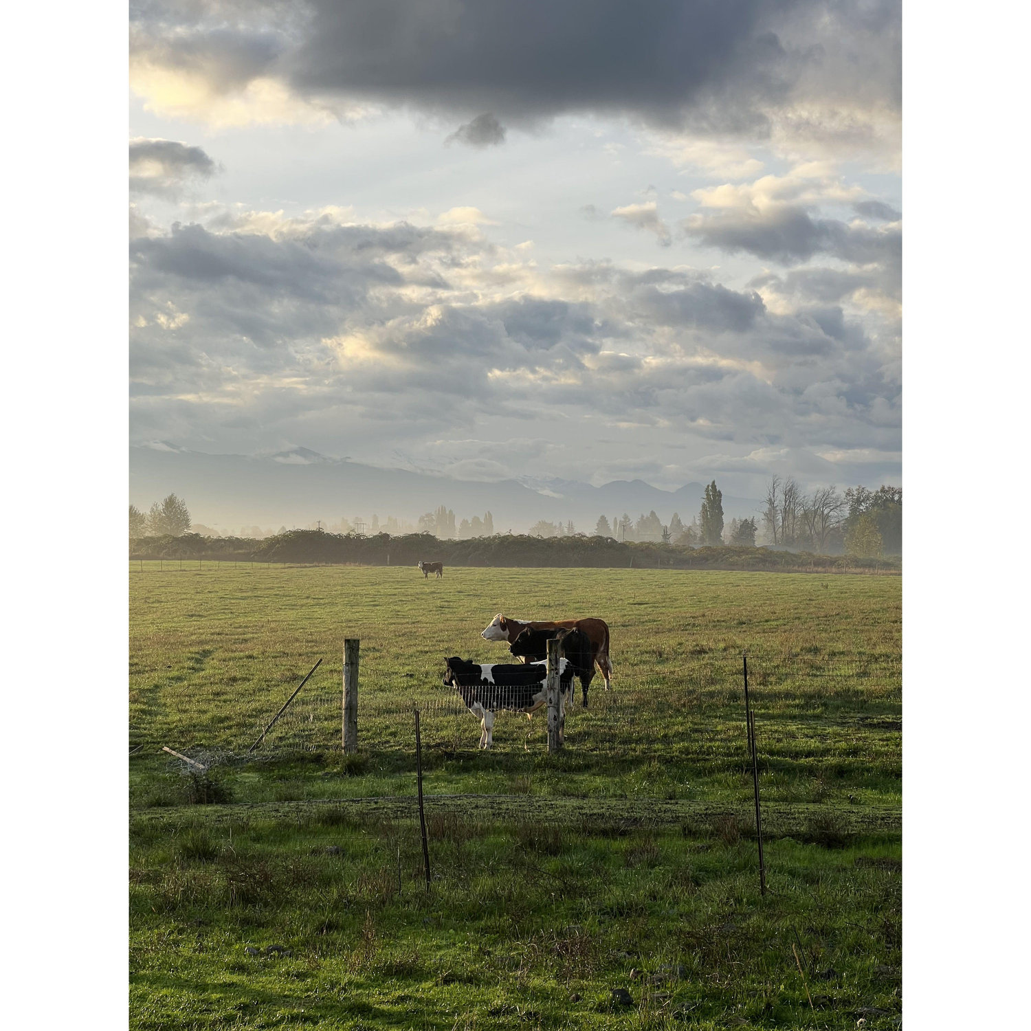 Morning walk view at the family farm