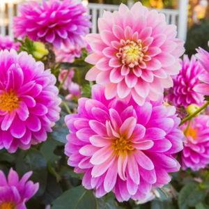 Gift card: Knollwood Garden Center