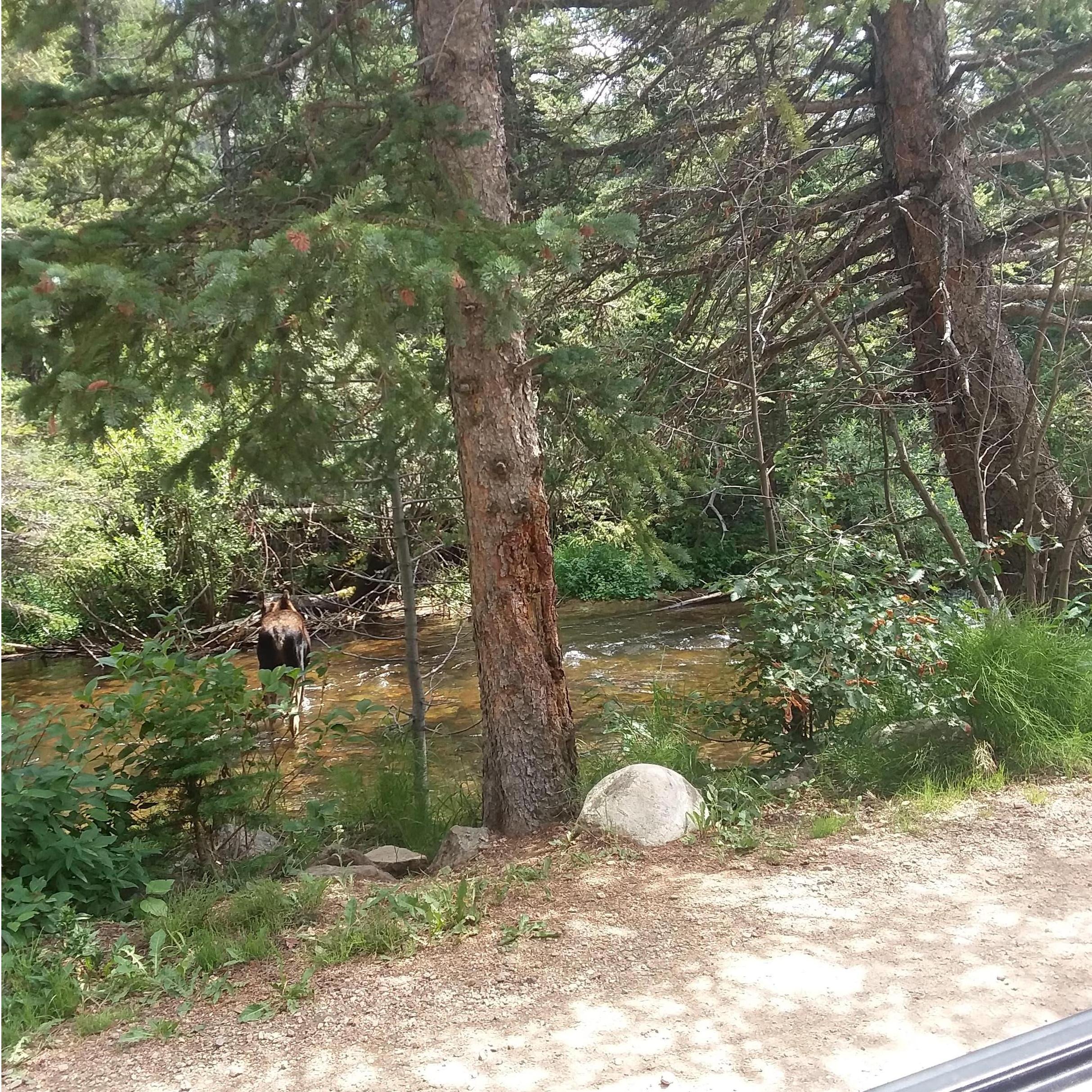 A moose we saw in CO