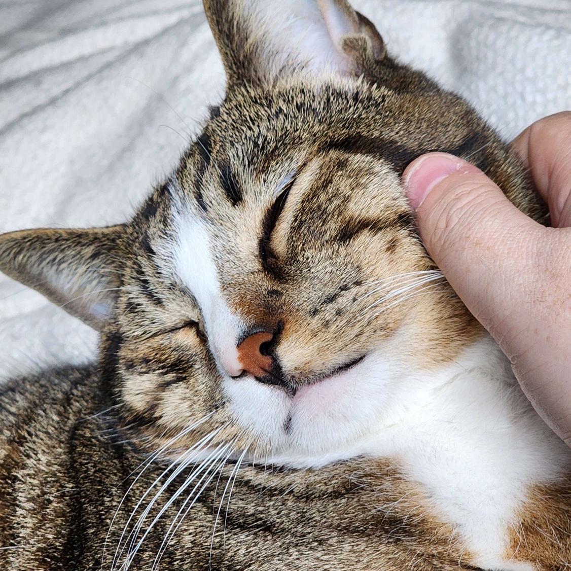 Hobbes being precious