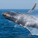 Whale Watching Tour