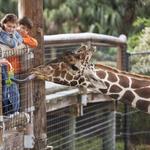 Roer's Zoofari