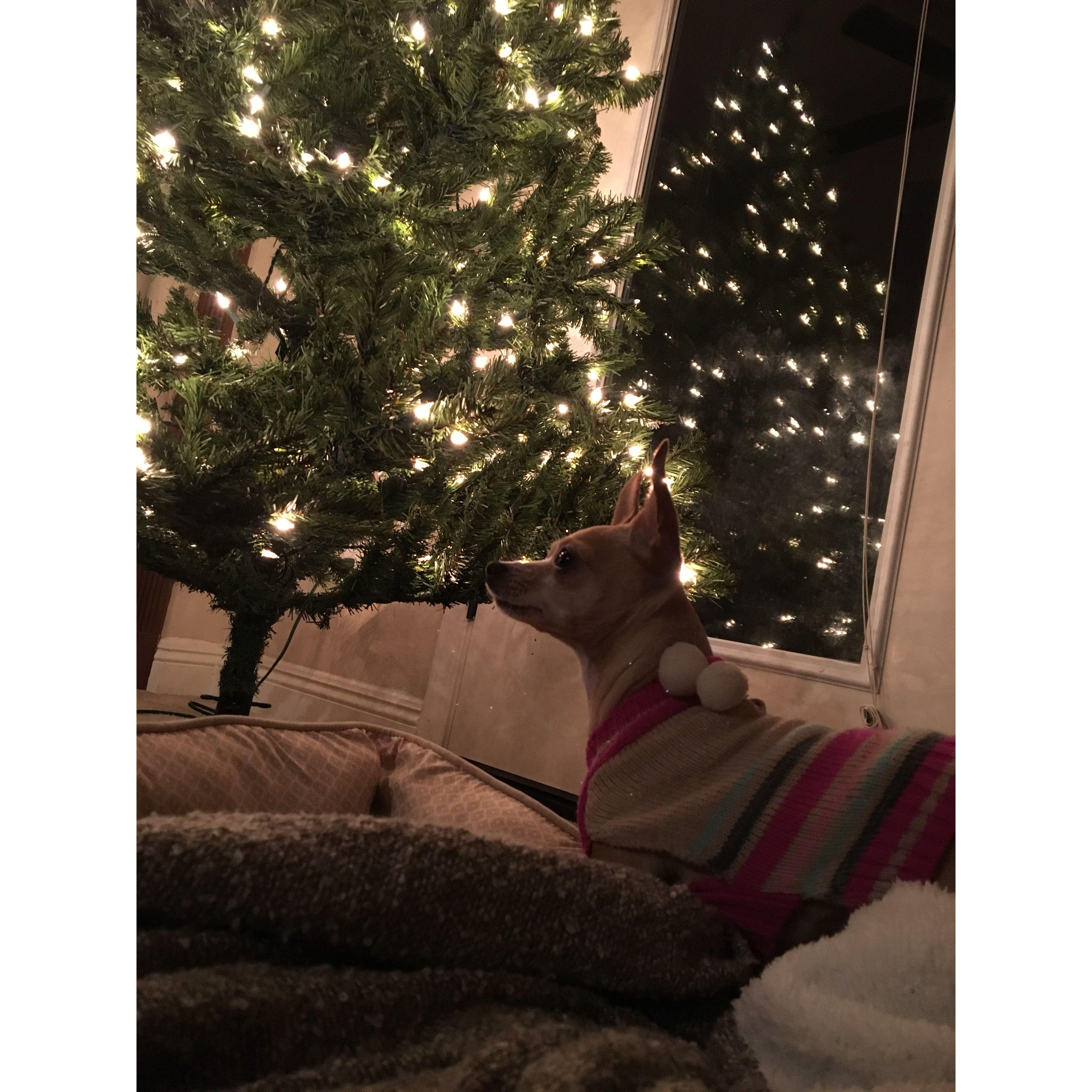 Laura and our first Christmas tree, December 2018