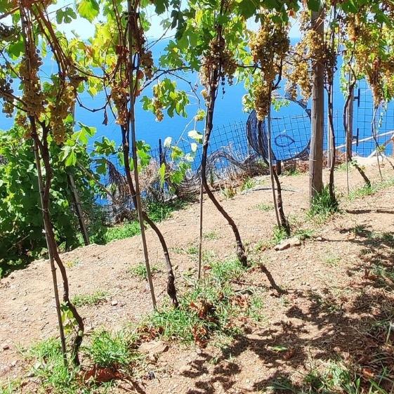 Wine Tasting in Marseille