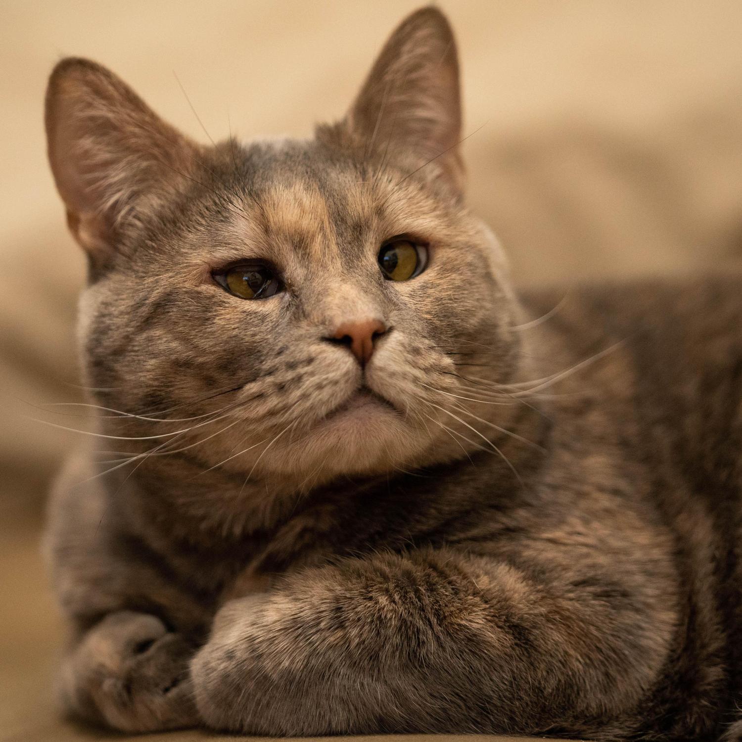 Ashe, she loves to play fetch!