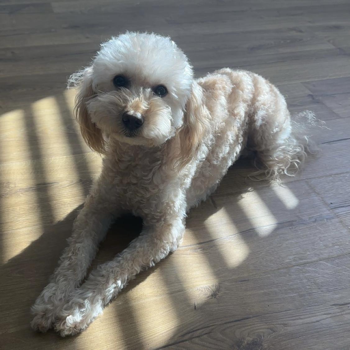 Last picture of Sprout!