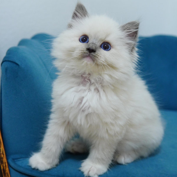 Our New Kitten