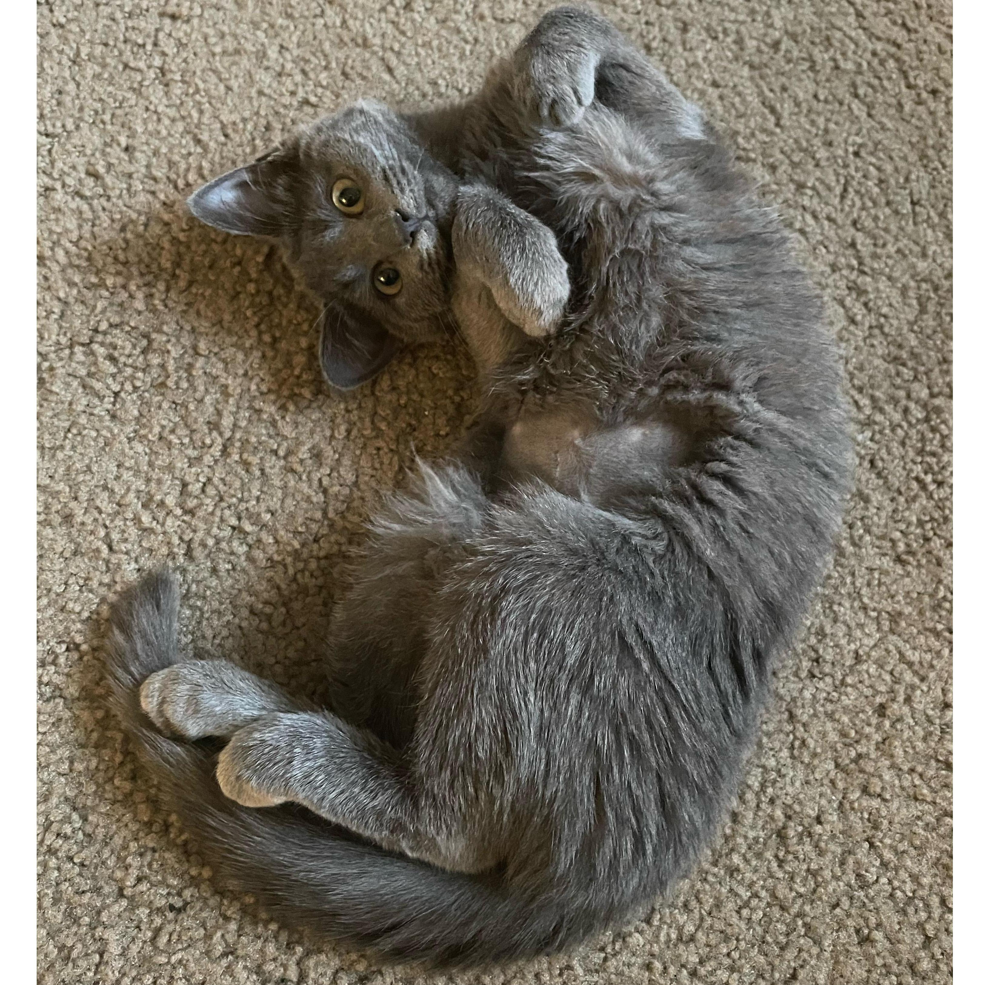 Olive