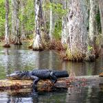 Cypress Gardens