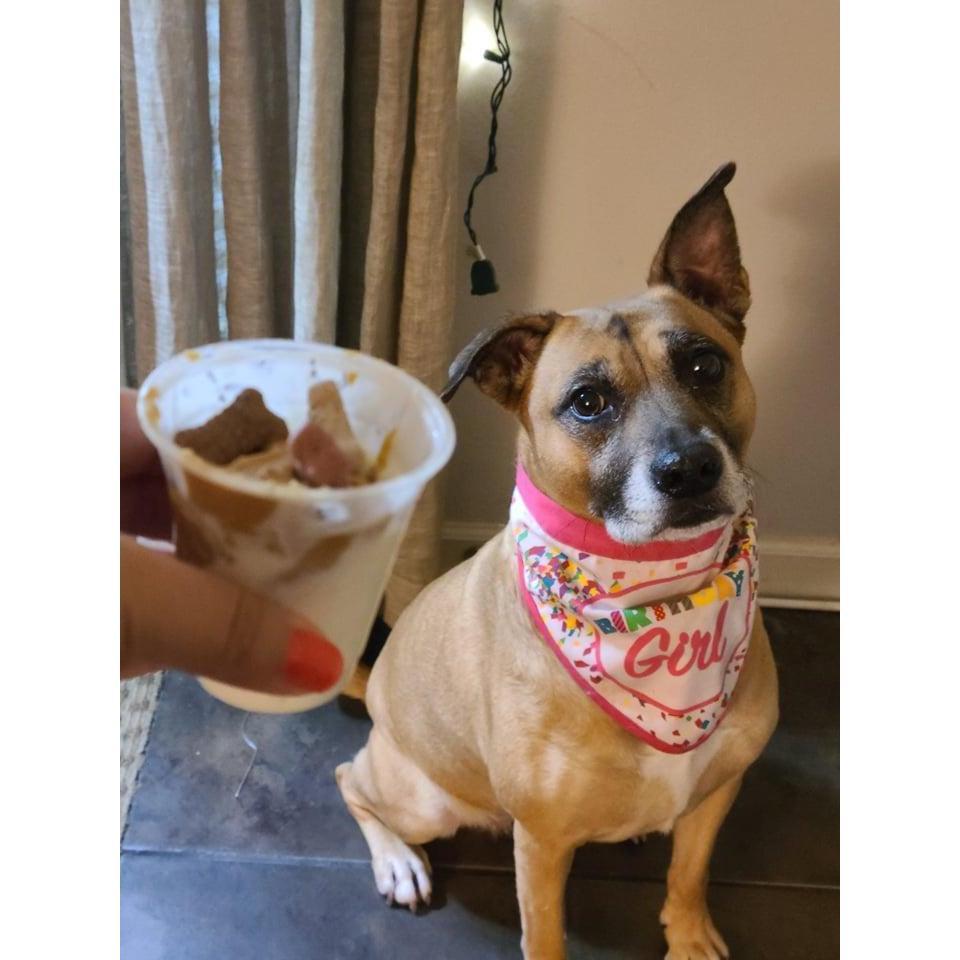Nala's 7th birthday with her favorite pup cup.
