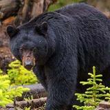 Gallatin National Forest