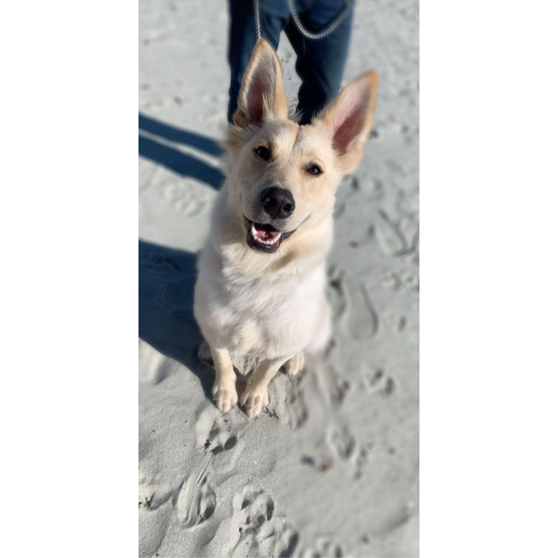 Our dog Monte!