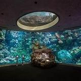 Shedd Aquarium