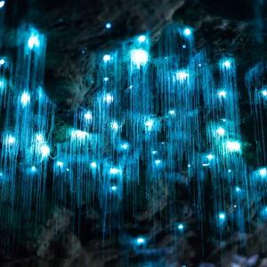 Waitomo Glowworm Caves