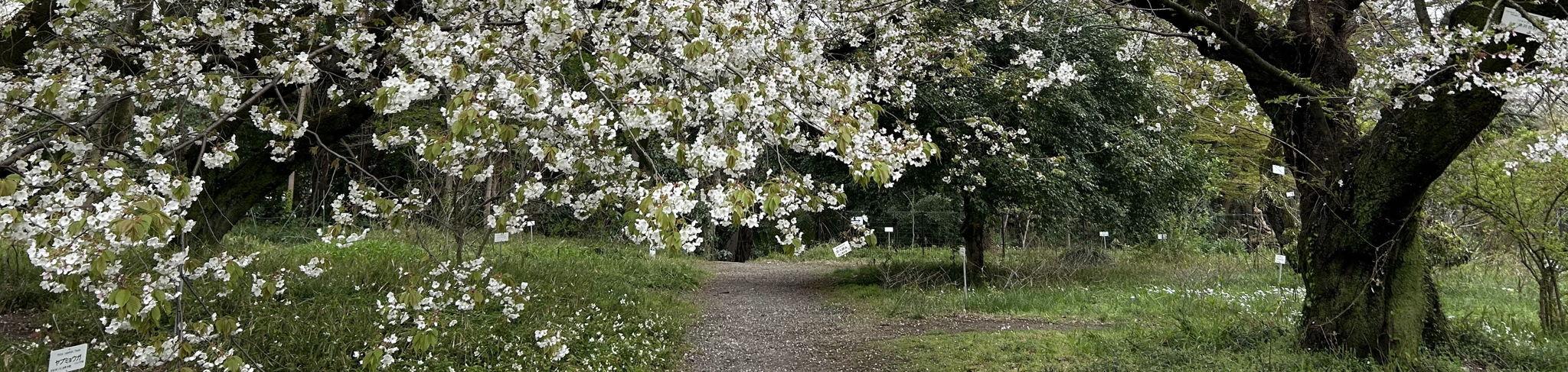 The Wedding Website of Samantha Cowell and Harrison Verhine