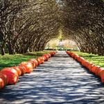 The Dallas Arboretum and Botanical Garden