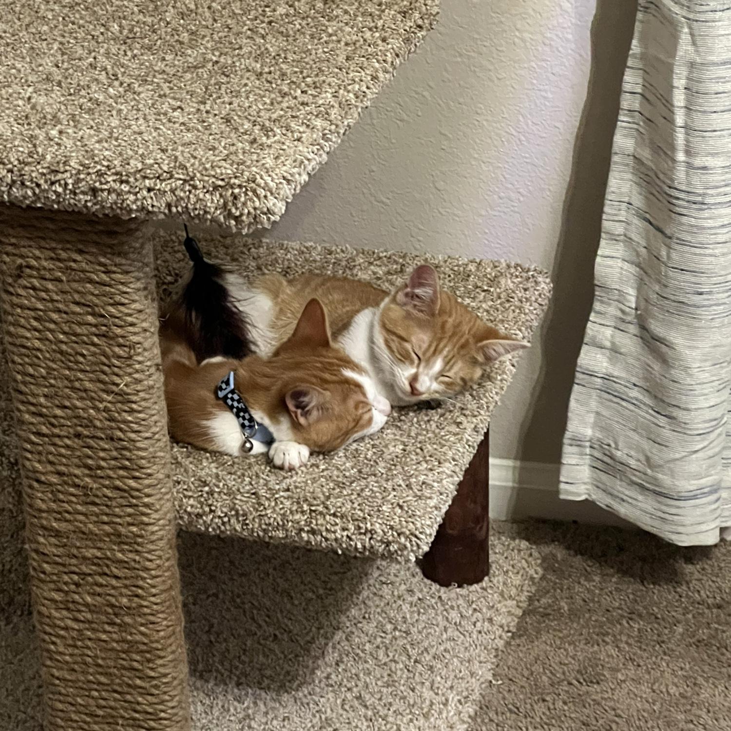 We welcomed two orange crazies into our lives 🧡🤍