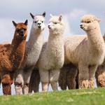 Epic Alpaca Tours