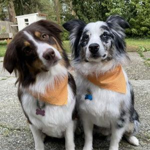 Pet Sitting For Our Honeymoon